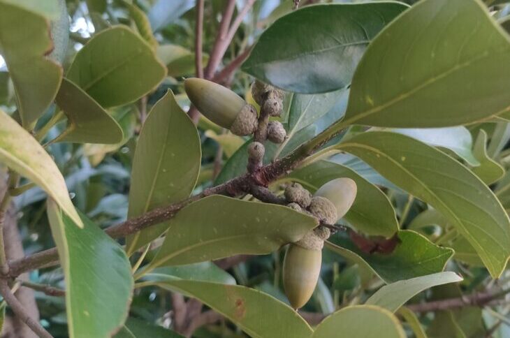 acorns