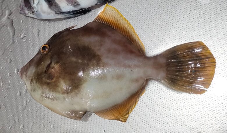 沼津港で釣れたカワハギ